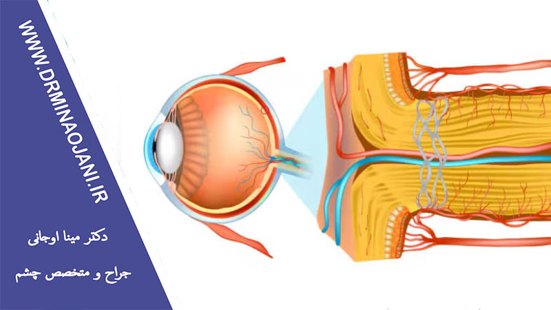 عصب بینایی چیست